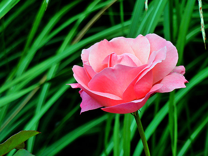 růže, květ, květ, Bloom, Příroda, závod, jaro