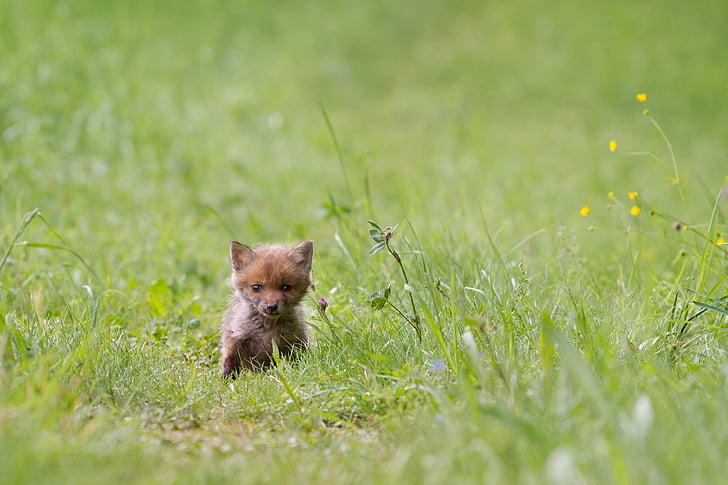 fuchs, young fox, wild animal, fox puppy, one animal, grass, animal wildlife