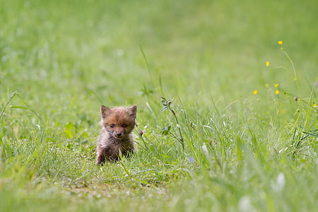 Fuchs, mladý fox, divoké zviera, Fox šteňa, jedno zviera, tráva, zvierat voľne žijúcich živočíchov