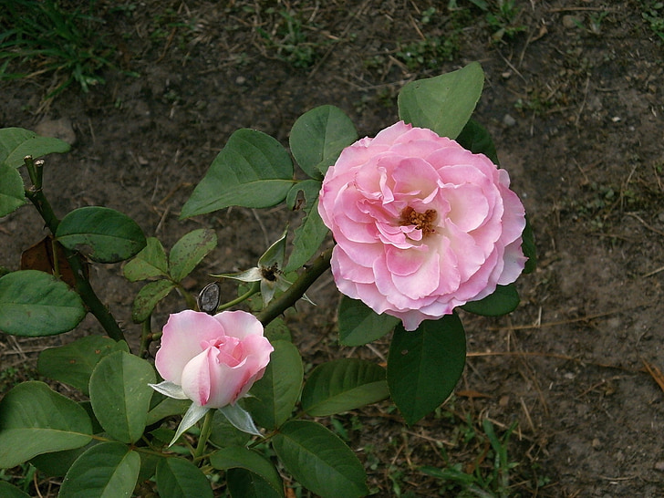 slējās, rozā ziedu, rožu dārzā