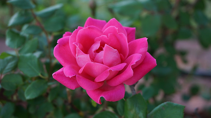 ένα τριαντάφυλλο, Ρομαντικές αποδράσεις, ομορφιά, άρωμα, ροζ, άνθιση, ροζ τριαντάφυλλα