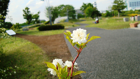 závod, květ, parku, Japonsko, tráva, zelená, Příroda