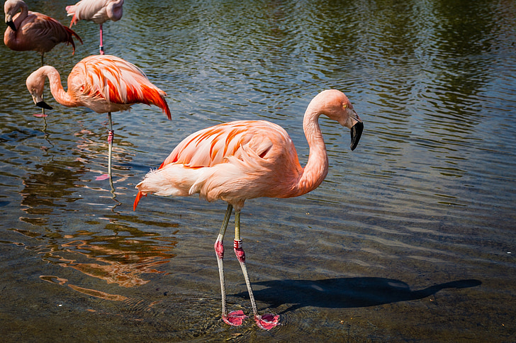 Flamingos, aves, salvaje, flora y fauna, exóticos, agua, rosa