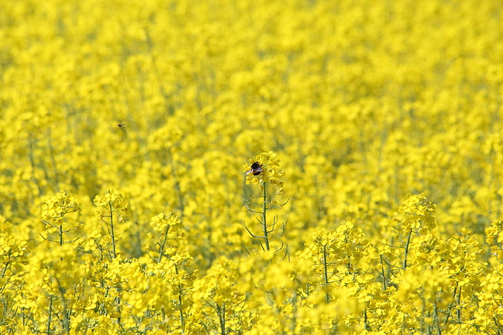 rape, bumblebee, rape field, blooming rapeseed, oilseed Rape, yellow, nature