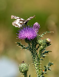 butterfly, thistle, nature, insect, animal, summer, close