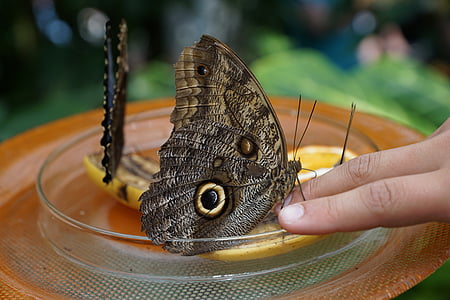 butterfly, nature, insect, wing, hand