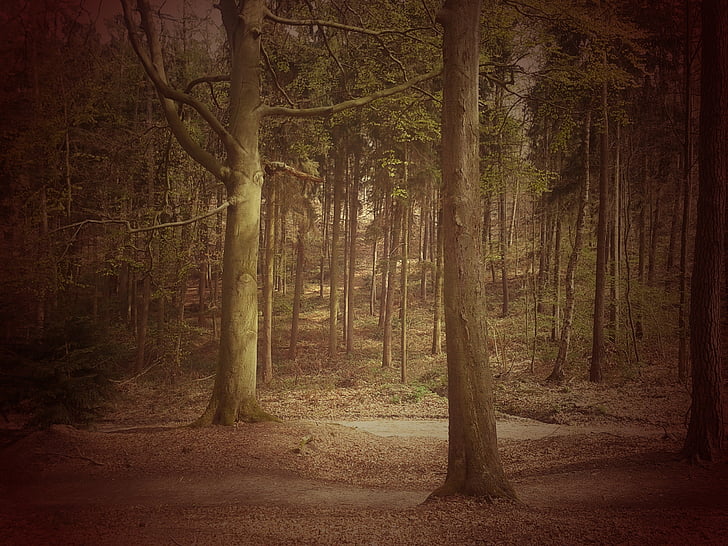 forest, tree, landscape, mood, fairy tale forest, nature, woodland