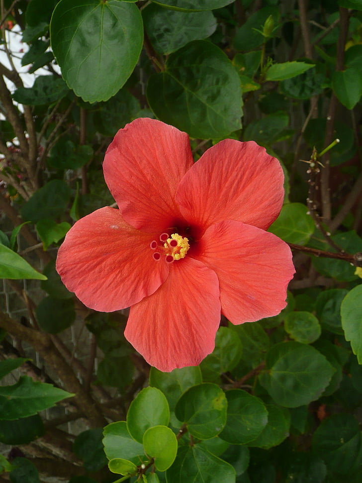 Hibiscus, fleur, rouge, pétale, Tropical, Blooming, floral