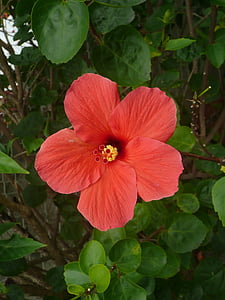 hibisc, flor, vermell, pètal, tropical, floració, floral