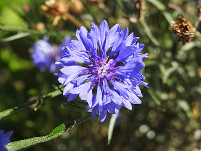 植物, 矢车菊, 夏季, 紫罗兰色, 自然, 紫色, 花