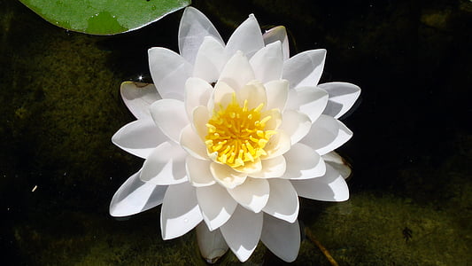 lotus, floating, white, flower, waterlily, summer, water