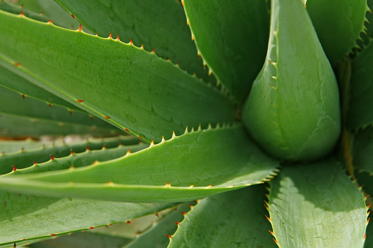 hojas, Aloe, hoja, planta, naturaleza, cactus, a base de hierbas
