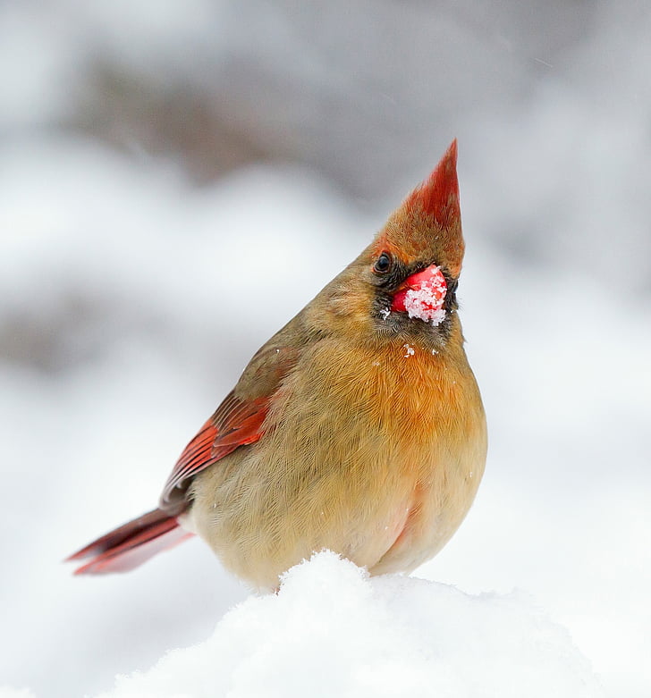 kardinál, samica, vták, zimné, sneh, voľne žijúcich živočíchov, Príroda