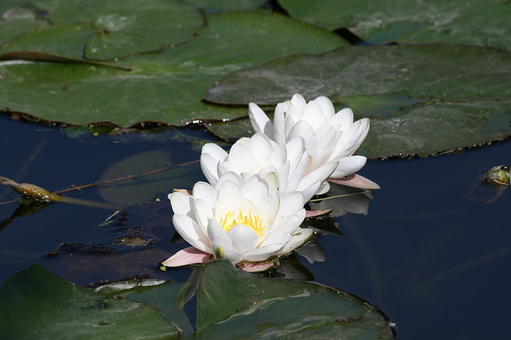 water lily, three, pond, bloom, nature