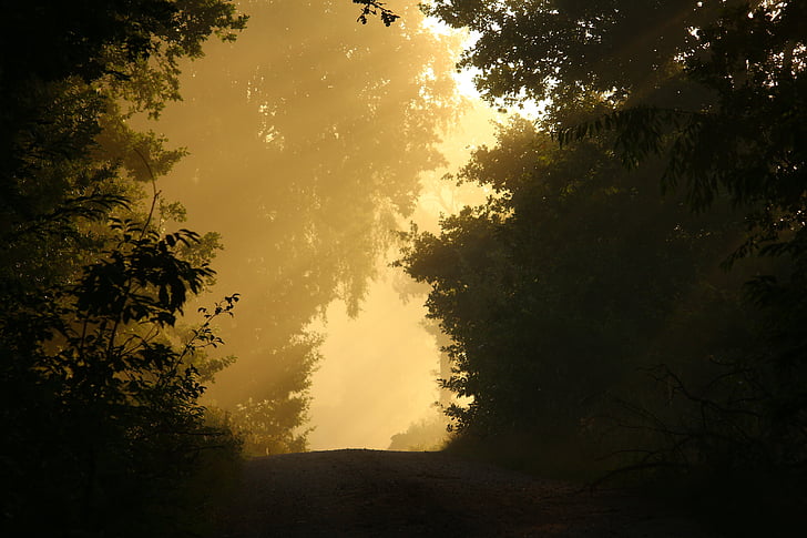 daleko, magla, stabla, šuma, raspoloženje, jesen, mistično