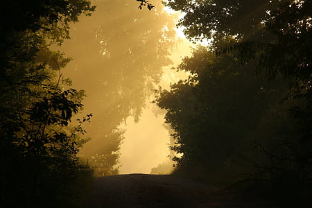 od, mgła, drzewa, lasu, nastrój, jesień, mistyczne