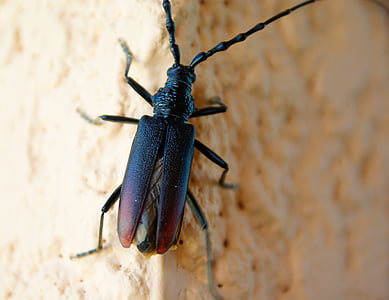 serangga, Capricorn di oak, sayap, antena