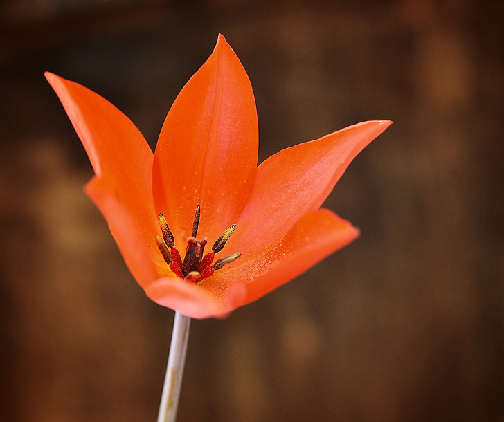 Tulip, rojo, flor, floración, flor, star tulip rojo, planta