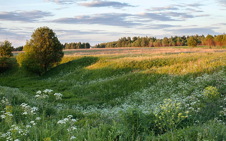 natur, gresset, blomst, Sommer