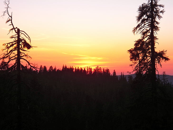 California, puesta de sol, siluetas, árboles, paisaje, naturaleza, bosque
