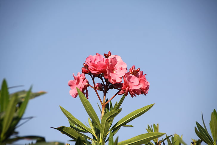 Laurier rose, cây bụi, Thiên nhiên, Sân vườn, Hoa, mùa hè, màu hồng