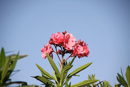Laurier rose, semak, alam, Taman, bunga, musim panas, merah muda