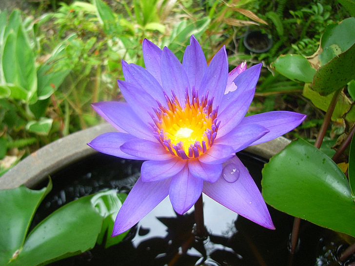 Lotus, sereniteit, Wellness, Meditatie, vreedzame, rust, harmonie