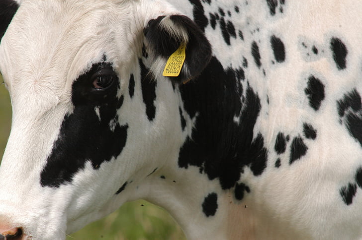 vacas, naturaleza, vida en la granja con la etiqueta
