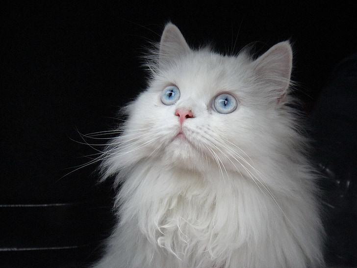 cat, persian, white, blue eyes