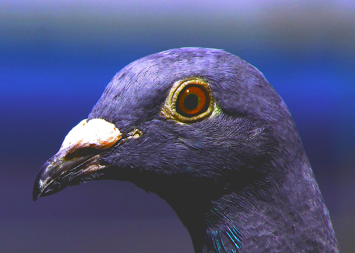 chim bồ câu, đầu dò pigeon, màu tím, con chim, màu tím, động vật, tóm tắt