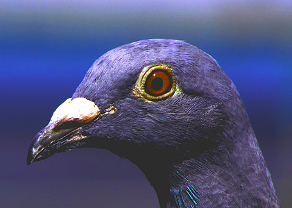 鸽子, 信鸽, 紫色, 鸟, 紫罗兰色, 动物, 摘要