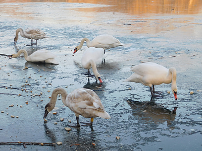 cisnes, Cisnes brancos, ave aquática, Lago, lago congelado, congelado, gelo