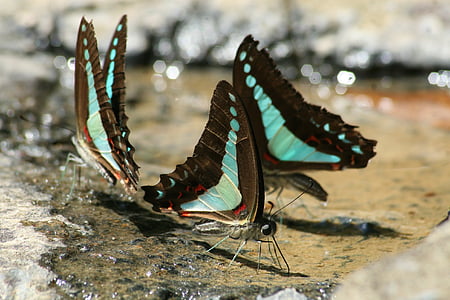 fjäril, Australien, insekter