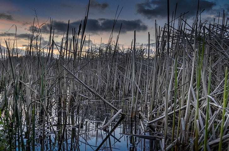 nước reed, lau sậy lake, Ao, Bình tĩnh, môi trường, cảnh quan, Thiên nhiên