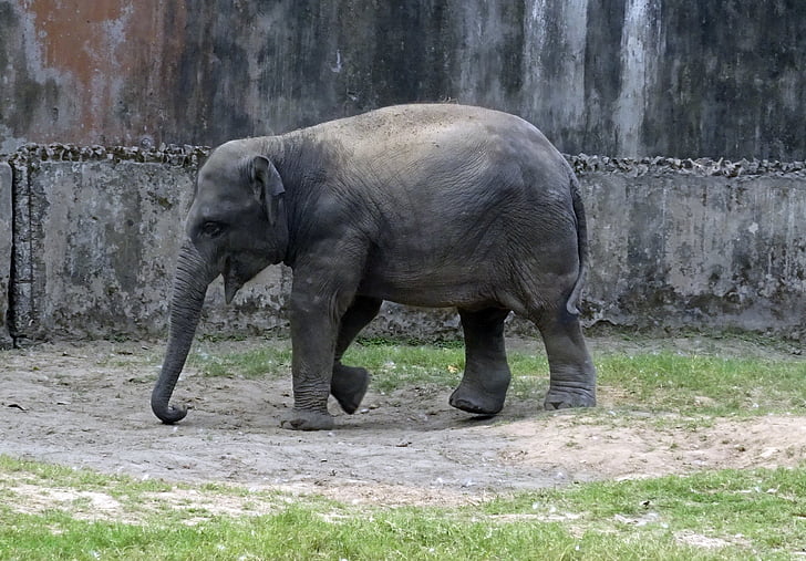 con voi, Châu á, Ấn Độ, động vật có vú, động vật, động vật hoang dã, Thiên nhiên
