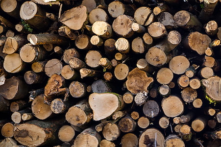 Nhật ký, gỗ, củi, cắt, cây, gỗ xẻ, gỗ
