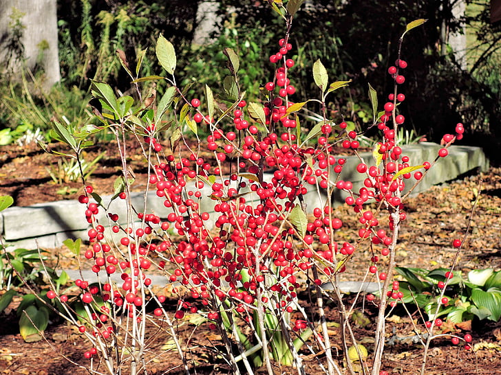 woodland berries, wild, nature, sun, lake side, red, red berries