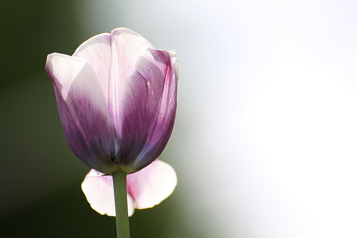 Tulipa, flor, primavera, natura, planta, flor, flor