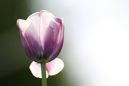 tulipano, fiore, primavera, natura, pianta, Blossom, Bloom
