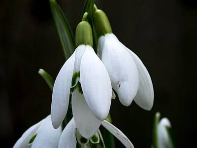 snowdrop, winter, white, flower, spring, signs of spring, blossom