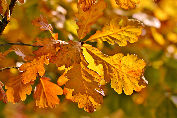 rudenī zaļumiem, rudens, ozolkoka eichenlaub, atstāj, ozola lapas, zelta rudens, rudens krāsu