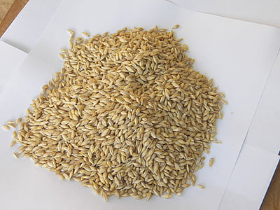 barley seeds, health, grain, wheat, agriculture, nature, healthy