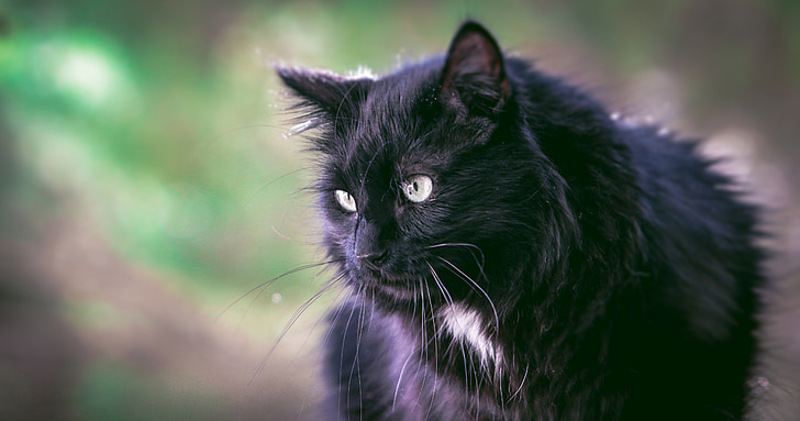 katten, svart, svart katt, dyr, natur, villkatt, katten eyes