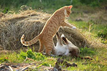 kočka, kotě, Mieze, červená tygrovaná, Zámecká zahrada, siamská kočka, kočka boj
