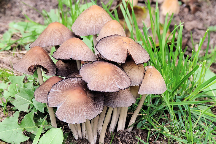 mushrooms, forest, autumn, nature