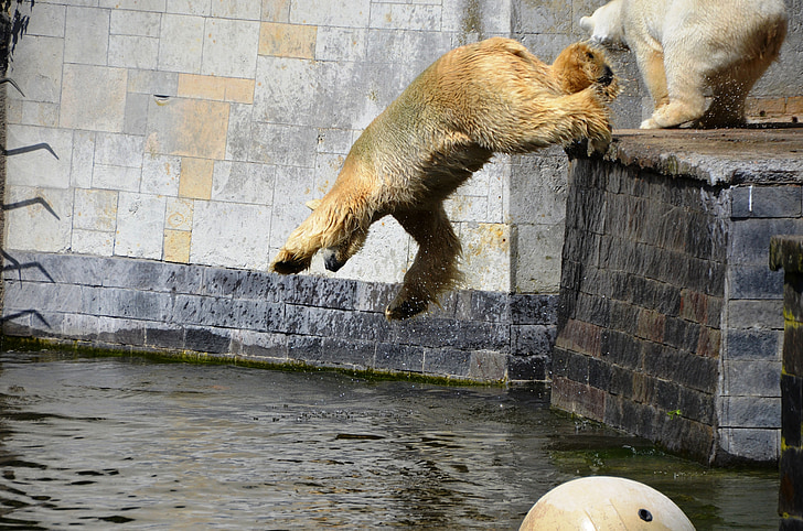 polar bear, jump, pike jump, water, ursus maritimus, predator kind, bear
