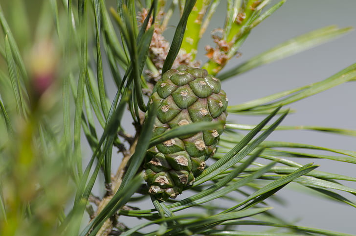 pine, cone, pine cone, nature, needles, tree, conifer