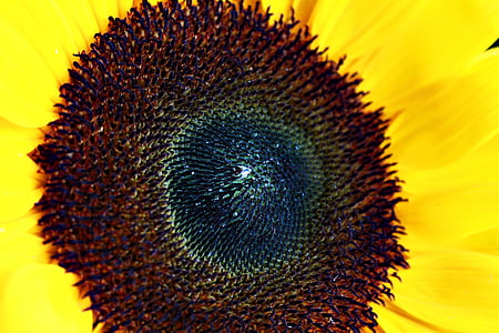 sunflower, nature, yellow, flower, plant, summer, yellow flower