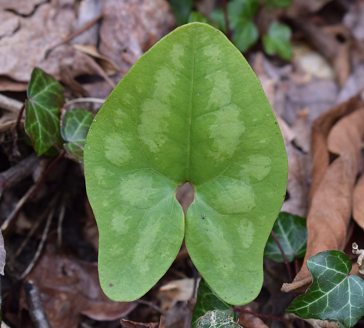 leaf, forest floor, wild ginger, ginger asarum shuttleworthii leaf, newly emerged, ginger, wild
