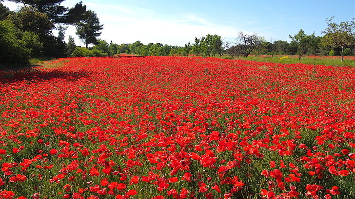 poppies, nature, provence